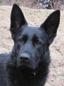 Diesel-close-up-224x300