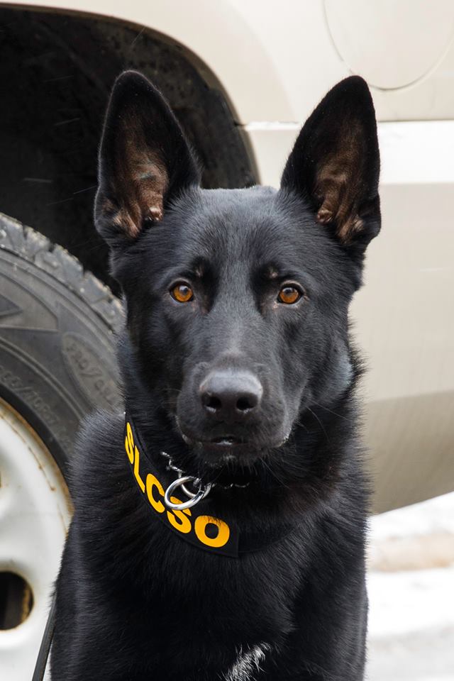 K-9_Wesson